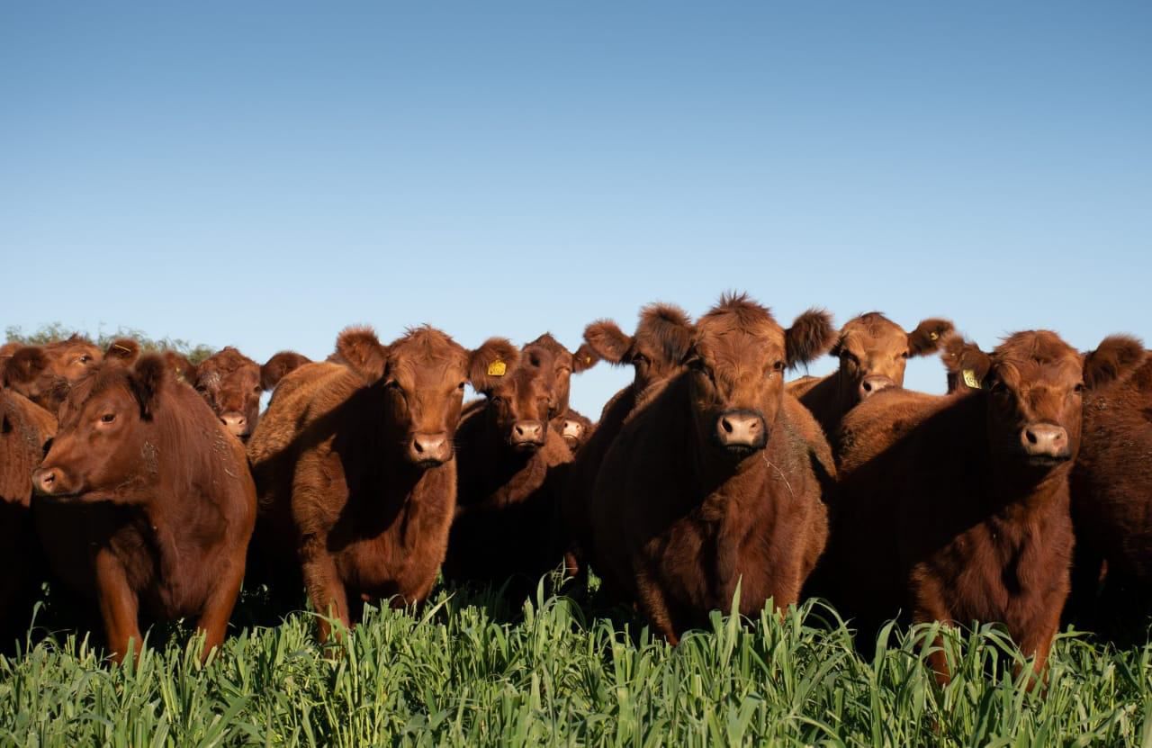 Inmobiliaria anteriores